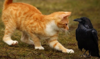 Cat crow.png